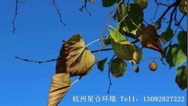 绿化养护
