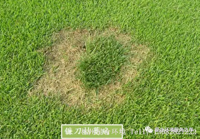 草坪养护