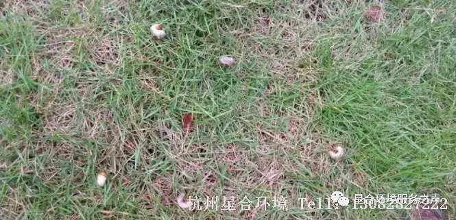 草坪养护