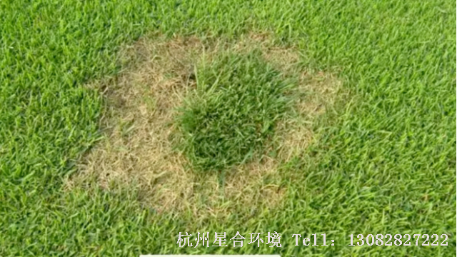 草坪养护