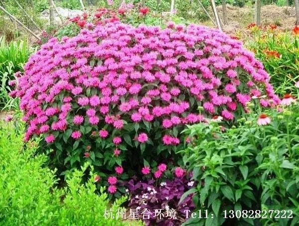 绿化施工中，该类花卉的优点便是繁殖、管理简便，一年种植可多年开花，是城镇绿化、美化极适合的绿化施工植物材料。