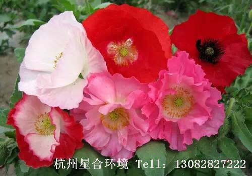 绿化施工-虞美人