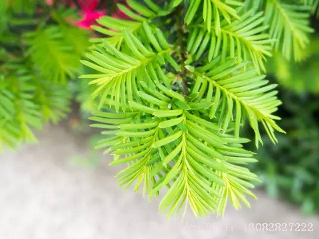 花园设计