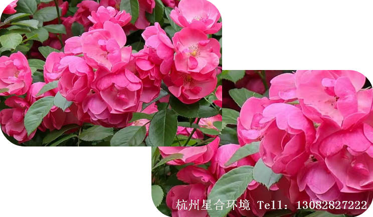 市政绿化养护-4