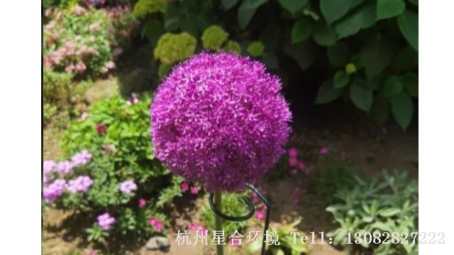 庭院设计