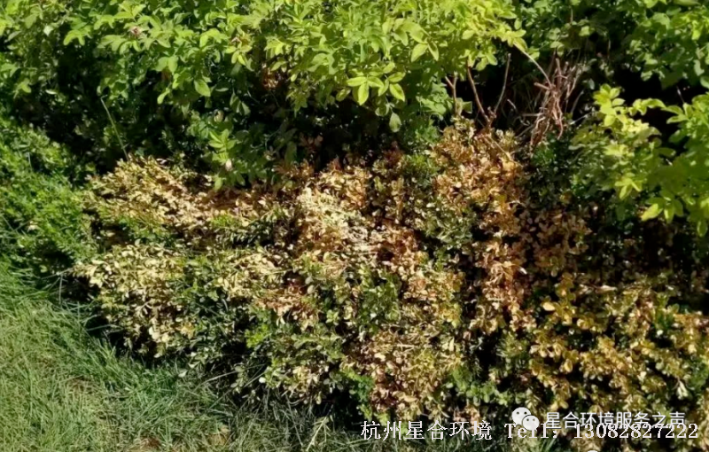 小区养护