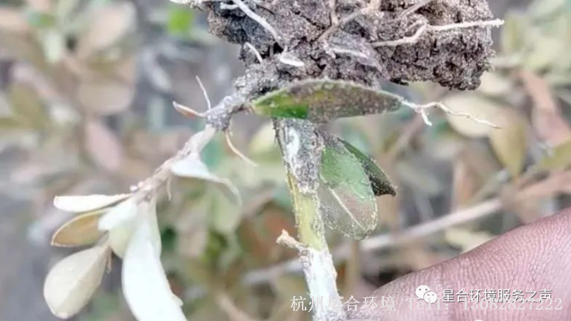 小区养护