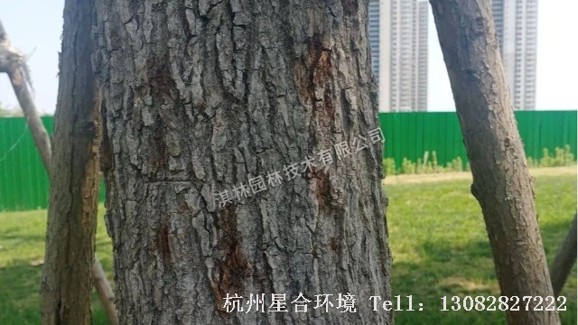 绿化施工