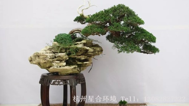 室内株摆
