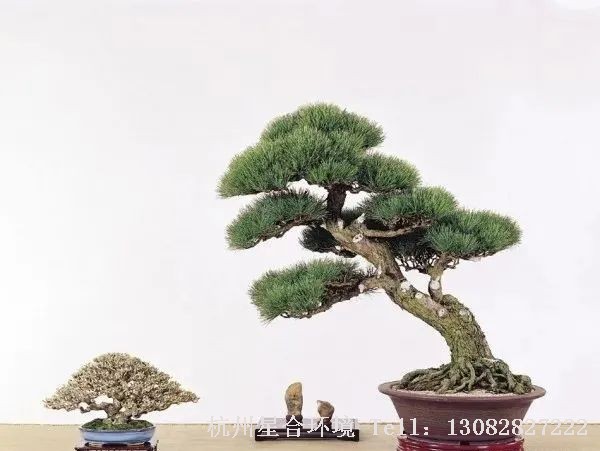 室内株摆