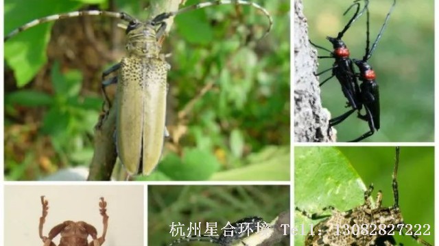 绿化养护