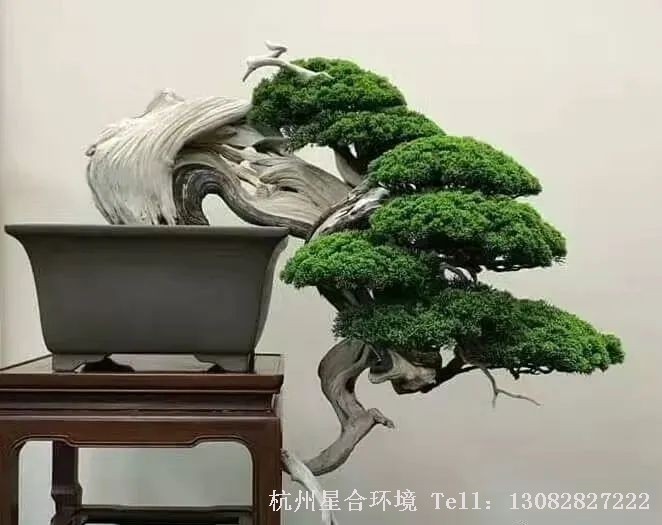 室内株摆