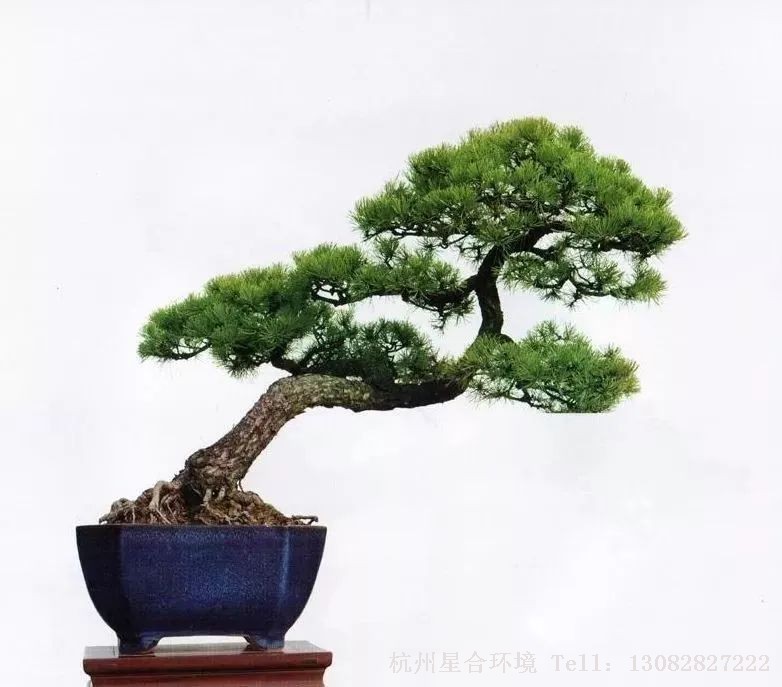 室内株摆
