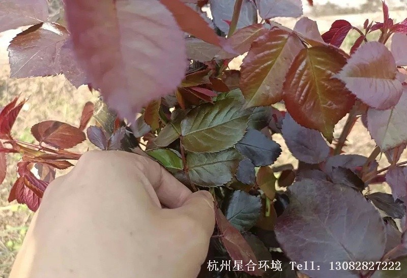 绿化养护
