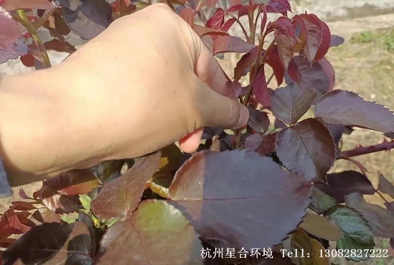 绿化养护