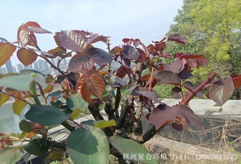 绿化养护
