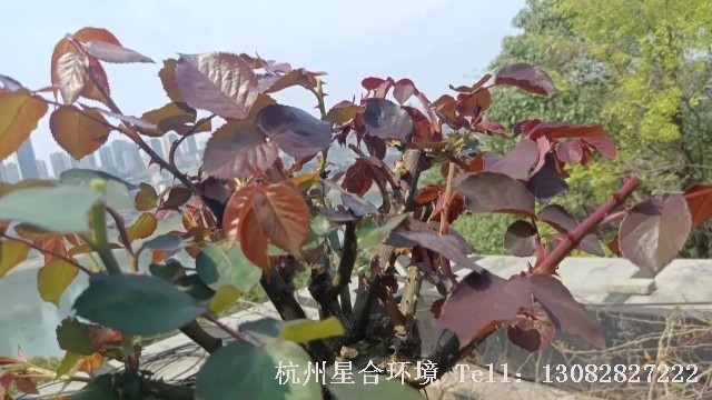 绿化养护