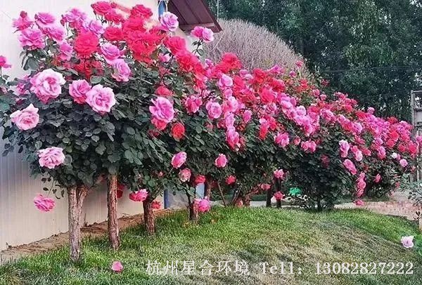 绿化养护