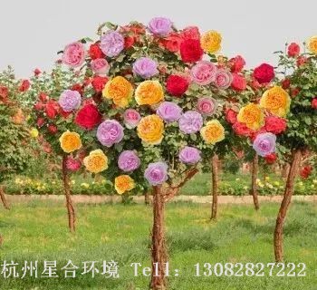 绿化养护