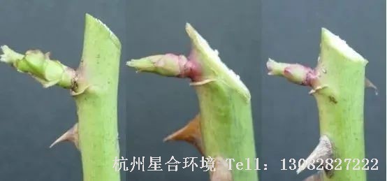 绿化养护