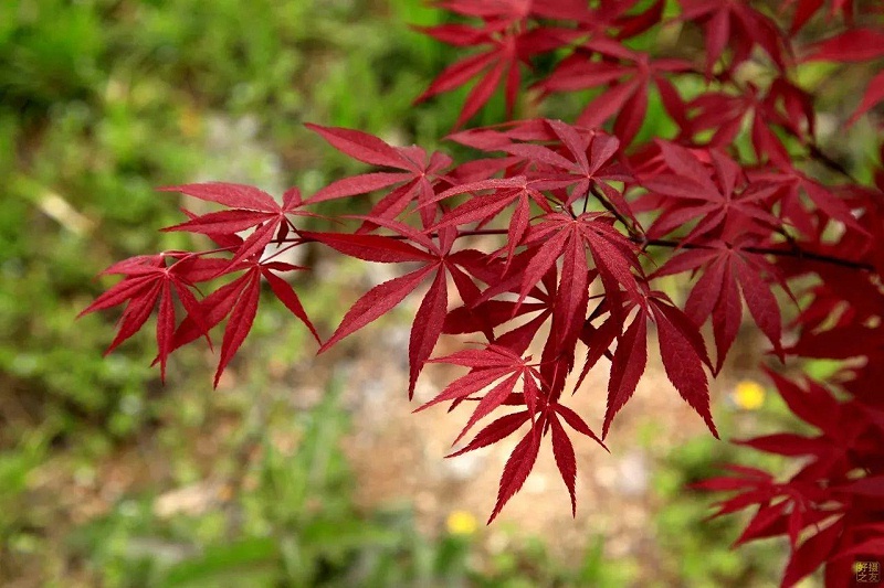苗木基地