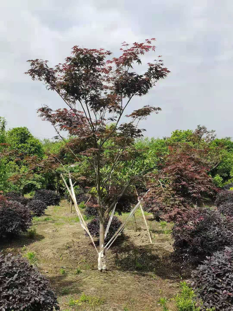 苗木基地