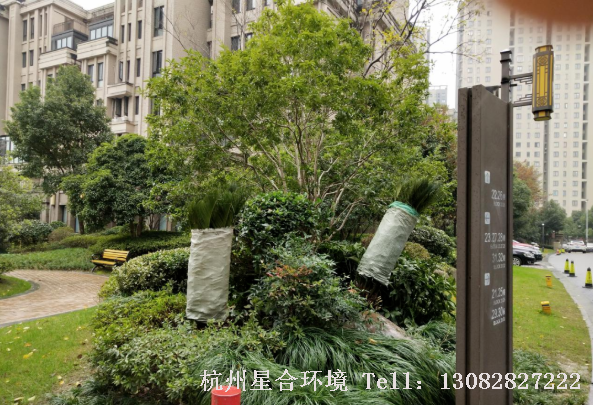 星合环境-重点工作树木的防寒