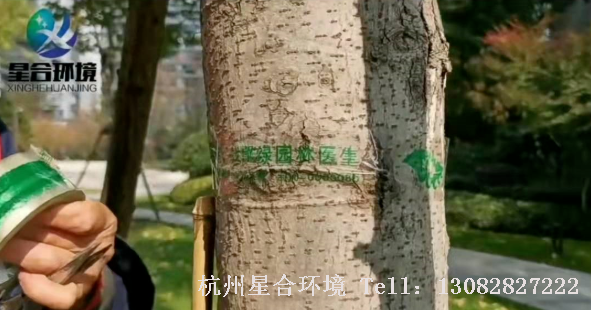 树木饶粘虫带：在有些高档小区的绿化养护中，业主认为树木刷白不太美观，我们星合环境就选用了飘绿产品的粘虫带，在树木的离地1米左右，进行饶缠。