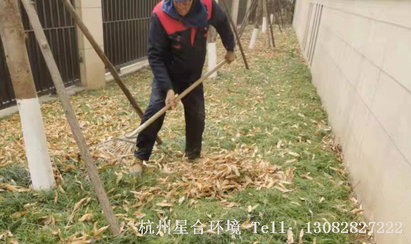 冬季到来，大量的落叶掉下来，有的落叶已经含有病虫害，落叶在苗木里面滋生细菌，我们星合环境用人工或吹风机清除苗地里面落叶和积叶