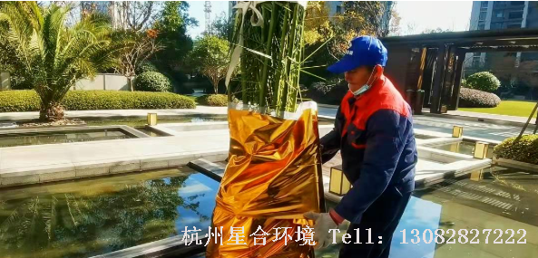 星合环境-重点工作树木的防寒