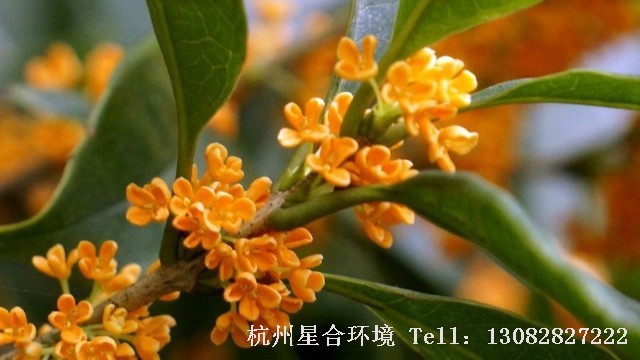 绿化养护