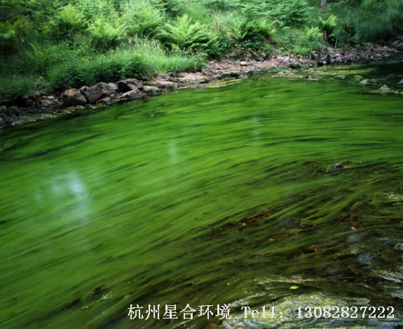 水绵防治