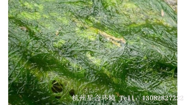 水绵防治