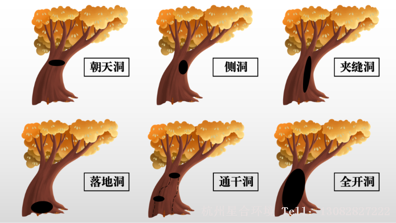 绿化养护中树洞的形成原因不同，外在表现也不同。