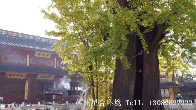 绿化养护