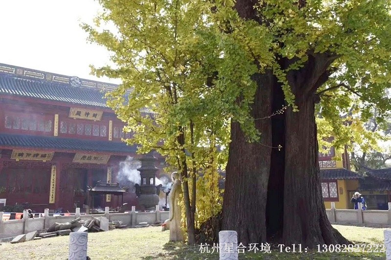 古树经历了百年的风雨，大多数会出现树洞，大家平时绿化养护时有观察过古树身上的树洞嘛？那么这些树洞到底是怎么形成的呢？