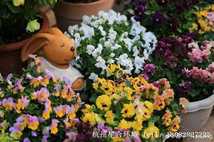 角堇是绿化养护中一个无论同品种搭配种植，还是跟其他品种或植物组合盆栽，都非常和谐的植物。