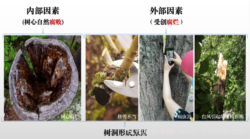 除此之外，也会因为绿化养护修剪、病虫害、自然灾害等外部因素，树体受创腐烂形成树洞。