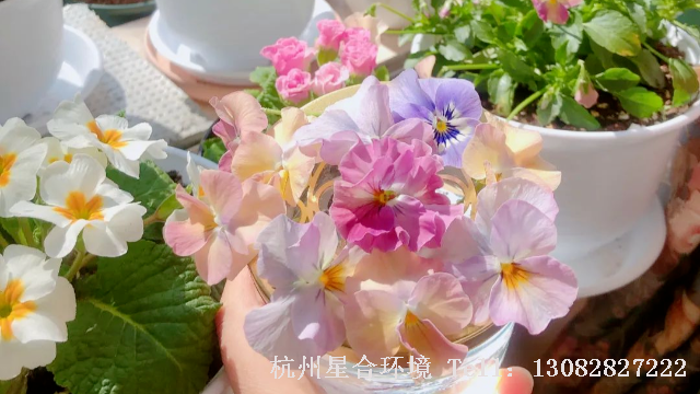 绿化养护