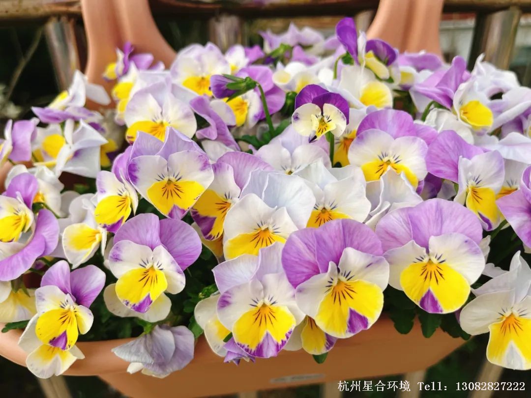 绿化养护花开烂漫时，配上阳光与清风，角堇就像长出了沾了光的翅膀，随风摆动。