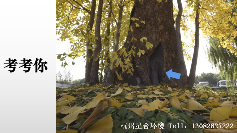 那么现在考考大家绿化养护中这是什么类型的树洞？
