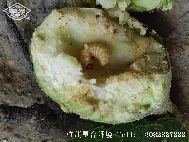 绿化养护