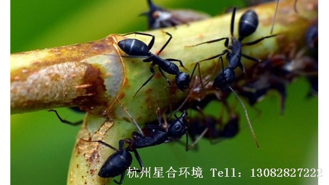 蚂蚁防治