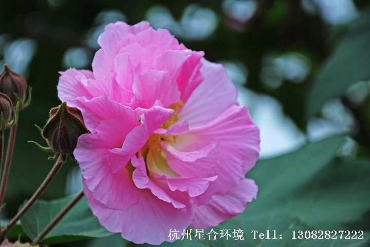 绿化养护