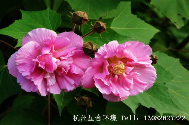 绿化养护芙蓉