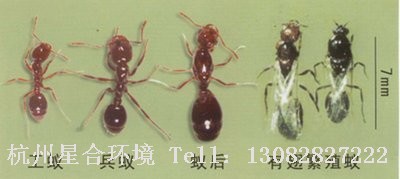 蚂蚁防治火蚁