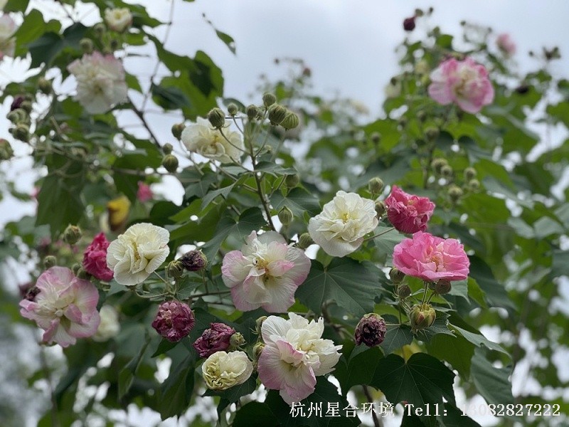 绿化养护木芙蓉