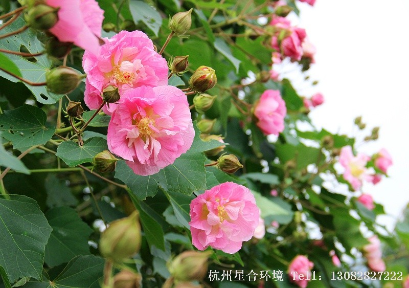 绿化养护芙蓉花