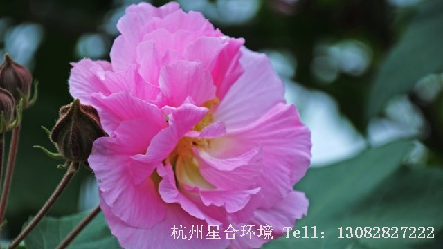 绿化养护
