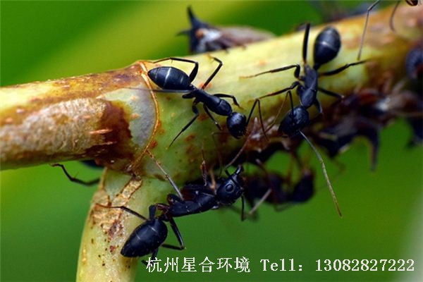 蚂蚁防治黑蚂蚁